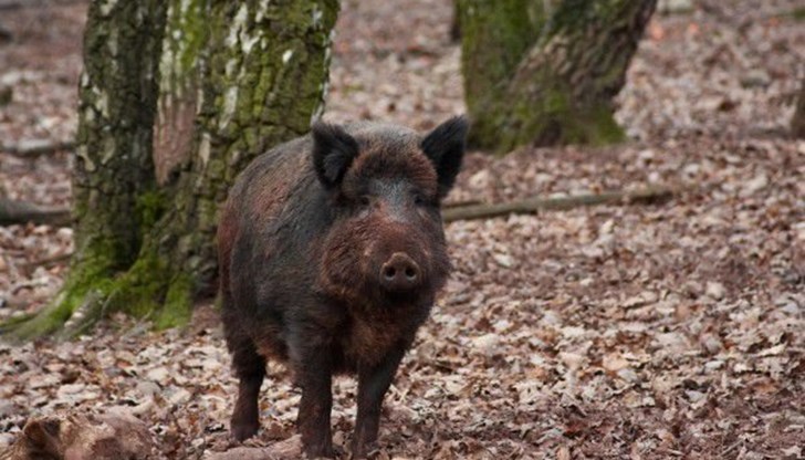 Положителната проба е от умряло диво прасе, намерено в землището на село Ралево преди два дни