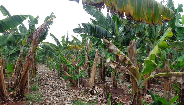 Ще остане ли светът без банани? Ще остане ли светът без банани?