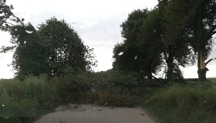 Паднало дърво върху пътното платно между село Батишница и село Чилнов