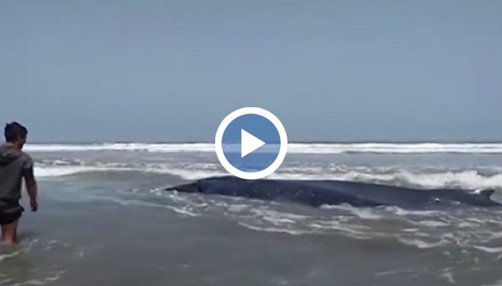 Според свидетели морският бозайник е бил дълъг 10 метра