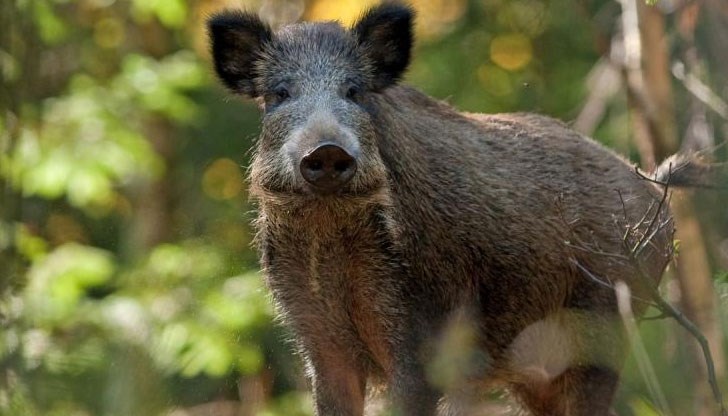 Българската агенция по безопасност на храните е констатирала 4 нови случаи на Африканска чума при диви свине