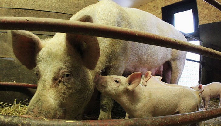 След това свинете ще бъдат евтанизирани и загробени След това свинете ще бъдат евтанизирани и загробени