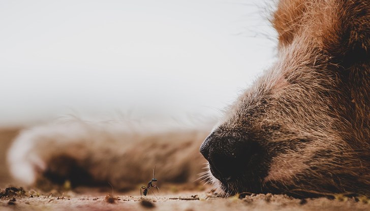 При направената проверка полицаите откриват в имота три мъртви кучета пазачи При направената проверка полицаите откриват в имота три мъртви кучета пазачи