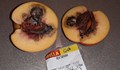 В BILLA ни пробутват изгнили нектарини