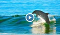 Майка делфин “изнася” представление на рибари, спасили бебето ѝ