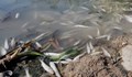 Цистерни изхвърлят тонове отрова в река Струма