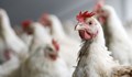 БАБХ започва масови проверки в птицефермите