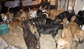 Жена приюти в дома си 100 кучета, за да ги спаси от урагана „Дориан”