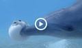 Делфини се дрогират с токсична риба балон