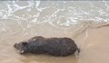 Мъртво прасе изплува на плажа в Созопол
