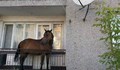 Кон на балкона в Благоевград