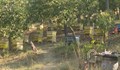 Откриха най-опасната болест по пчелите във Врачанско