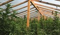 МВР удари оранжерия за марихуана в село Дойренци
