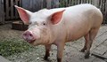 БАБХ нарече избиването на свинете "'доброволно усвояване на месо"