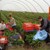 Фермерите на Острова реват за работници от България и Румъния