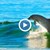 Майка делфин “изнася” представление на рибари, спасили бебето ѝ