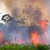 WWF: Пожарите в Амазония заплашват близо 300 застрашени вида