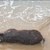 Мъртво прасе изплува на плажа в Созопол