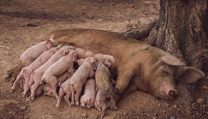 Азиатската държава е осмият по големина в света производител на свинско месо