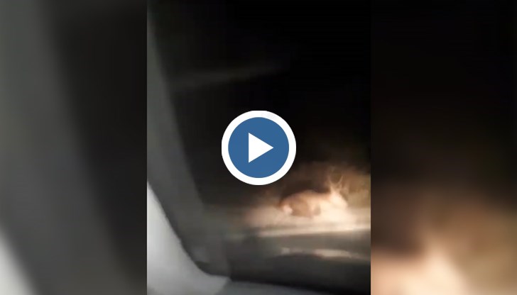 Шофьорът на камиона не е пострадал