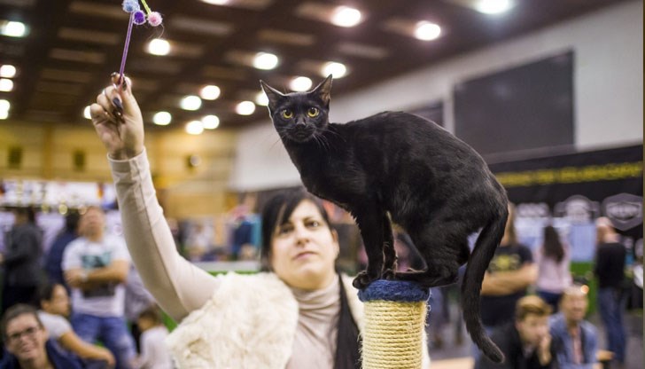 Въпреки малкия си размер, чернолапата котка убива повече плячка за една нощ, отколкото леопард за шест месеца