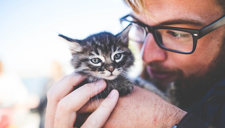 За експеримента са използвани 70 малки котенца За експеримента са използвани 70 малки котенца