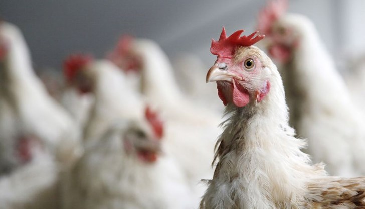 Предстоящият зимен сезон бил рисков за птиците от болестта Инфлуенца Предстоящият зимен сезон бил рисков за птиците от болестта Инфлуенца