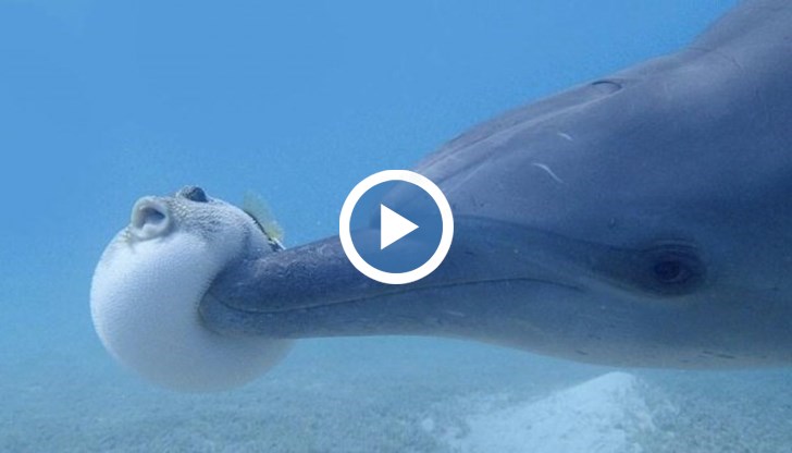 Делфините хвърлят рибата във водата и я носят в устата си, докато плуват