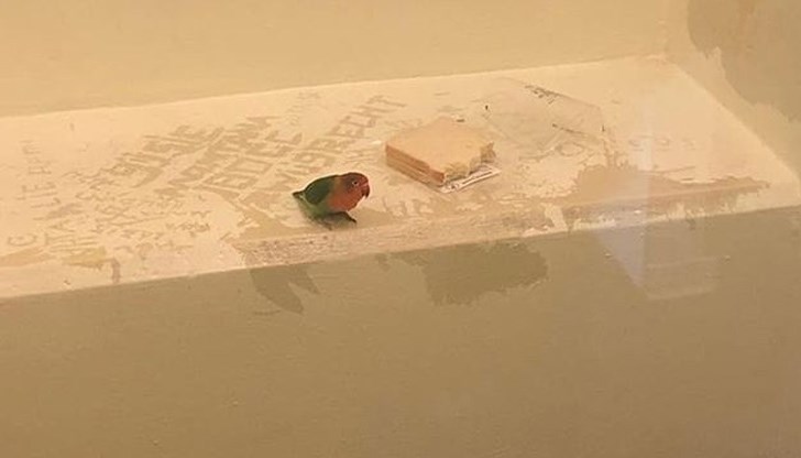 Снимката на арестуваното папагалче, публикувана от полицията, обиколи социалните мрежи