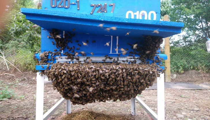 Украинец с ужас установил, че от 12 пчелните му семейства са измрели