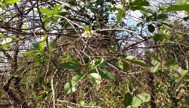 Според народните вярвания повторният цъфтеж е знак за сурова зима