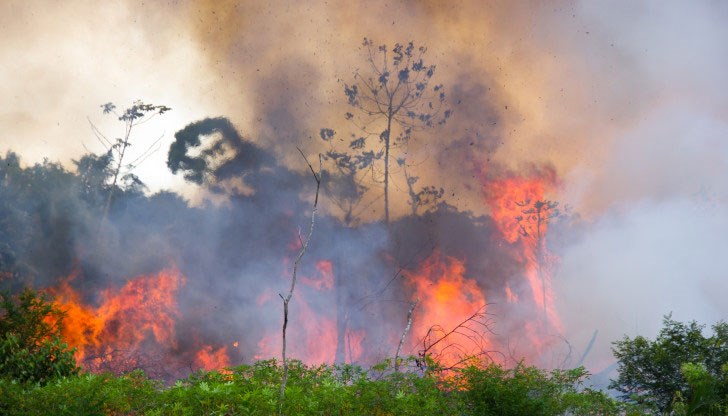 Общата площ на унищожените от пламъците гори възлиза на 43 753 км²