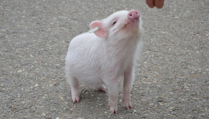Чумата наду цените на прасетата