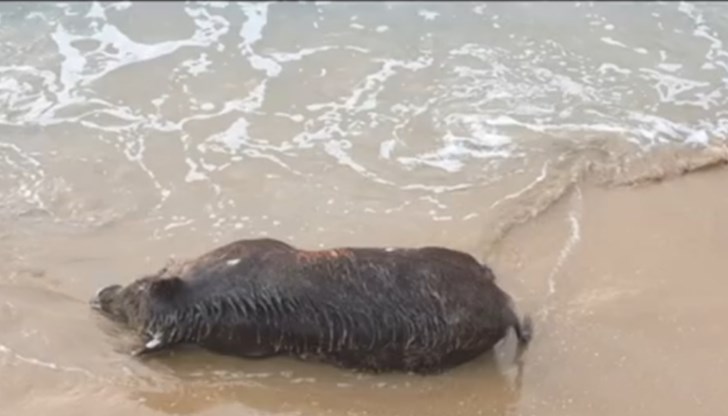 Тепърва ще се взимат проби от животното, за да се разбере дали причината за смъртта му е африканската чума