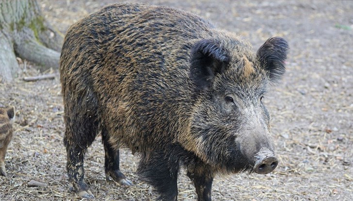 Забранен е достъпът до ловните полета на Царево и Кости