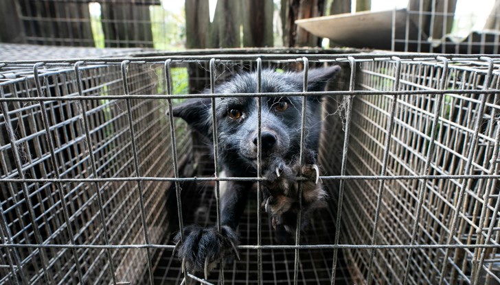 Активистите открили в клетките разлагащи се трупове на животни и измършавели и болни лисици