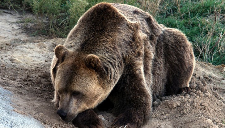 Стръвницата убила няколко овце Стръвницата убила няколко овце