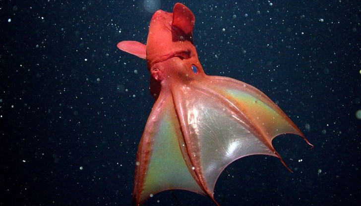 Какви създания живеят, затиснати под тонове вода?