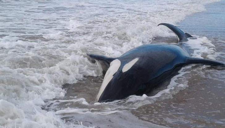 Една от тях е загинала