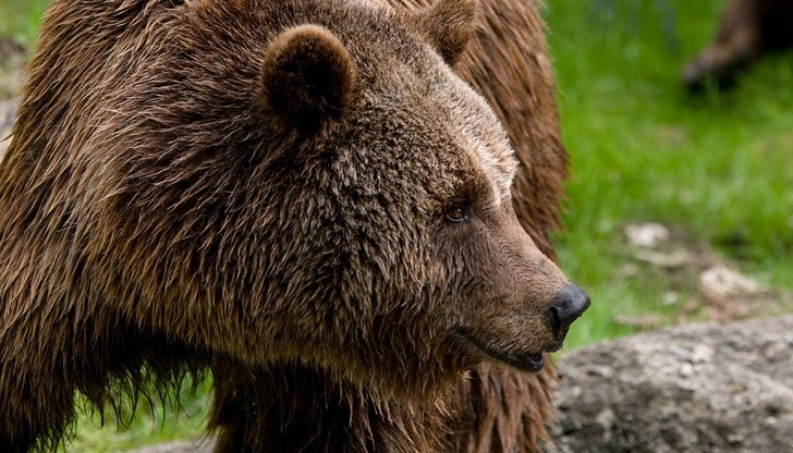 Десетки стопани в няколко родопски общини пропищяха от нападения на мечки