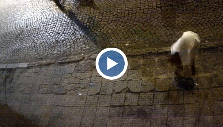 Среднощен екшън на край „Алеята на любовта”