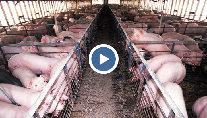 Няма регистрирани нови огнища на чума по свинете на територията на областта