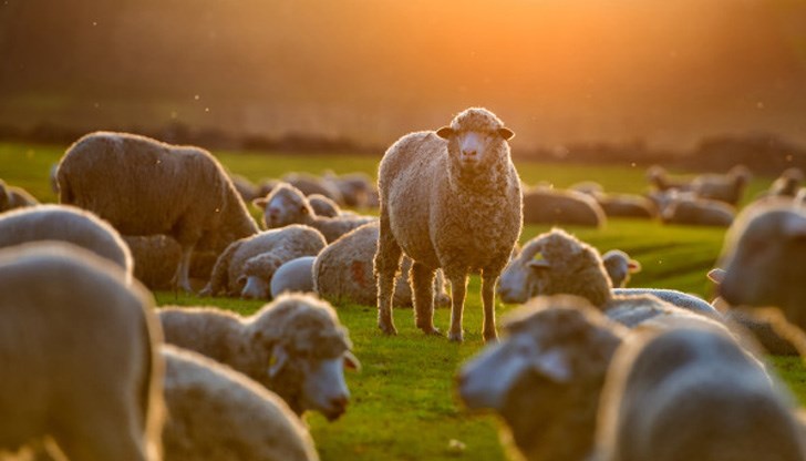 Защото ако е умен, ще осъзнае, че по-добре да стриже овцете, а не да ги коли Защото ако е умен, ще осъзнае, че по-добре да стриже овцете, а не да ги коли