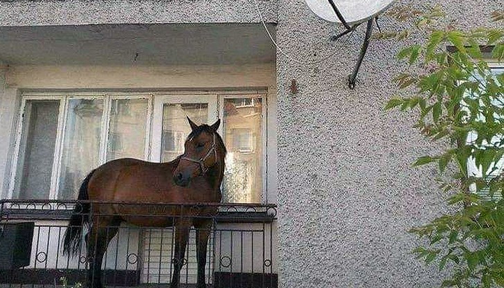 Минувачи се шегуват, че този кон вероятно е бил наказан, защото е пасял в двора на детската градина