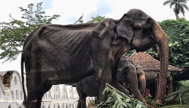 Почина слонът Тикири, отглеждан в едни от най-мизерните условия