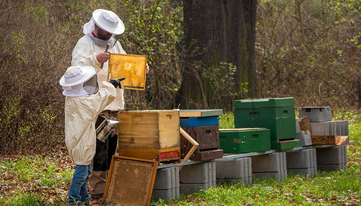Финансова подкрепа имат право да получат пчелари, които притежават най-малко 20 пчелни семейства