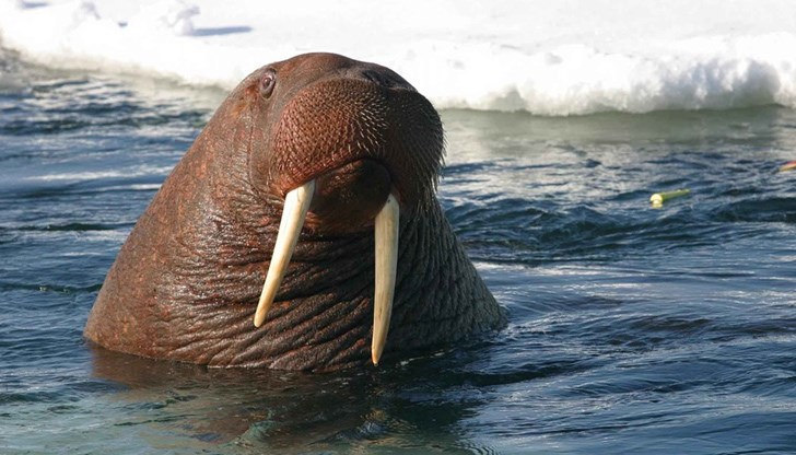 По време на експедиция в Арктика лодка на руския военен флот бе нападната и потопена от морж По време на експедиция в Арктика лодка на руския военен флот бе нападната и потопена от морж