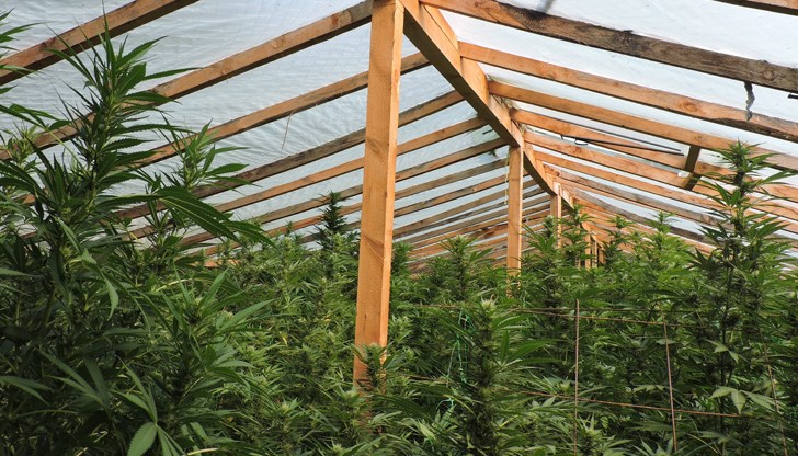 В имота полицаите са се натъкнали на инсталация и солидна оранжерия от дървена конструкция