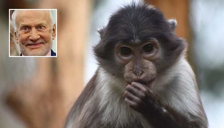 Една малка крачка за човека, един голям скок за вида мангабей... Една малка крачка за човека, един голям скок за вида мангабей...