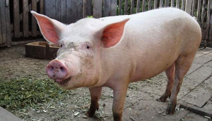 Защо тогава се налага отпускането на "помощ", ако хората доброволно са заклали прасетата си?